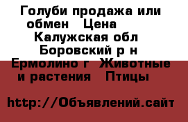 Голуби продажа или обмен › Цена ­ 500 - Калужская обл., Боровский р-н, Ермолино г. Животные и растения » Птицы   